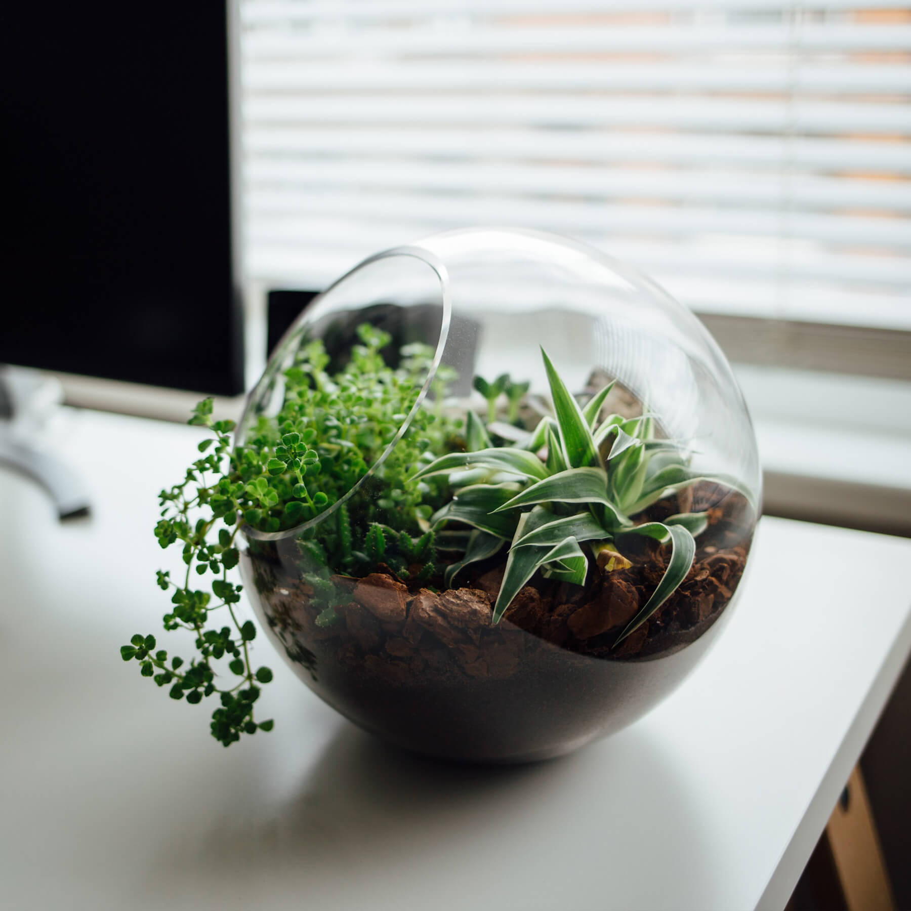 A glass bowl containing various plants placed on a wooden desk, showcasing a natural and serene workspace.